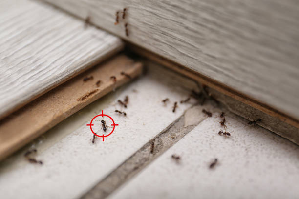  Francisville, KY Pest Control Pros